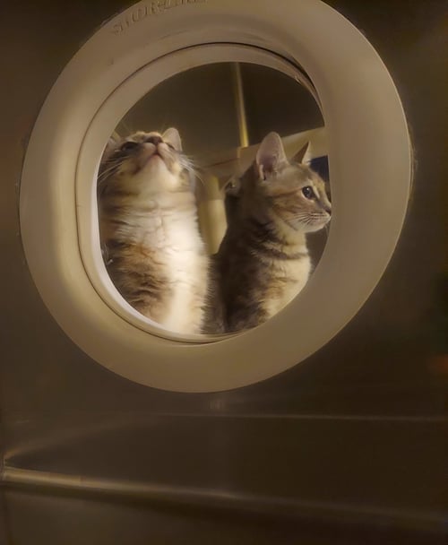 DITTO - Manx / Dilute Calico available for adoption