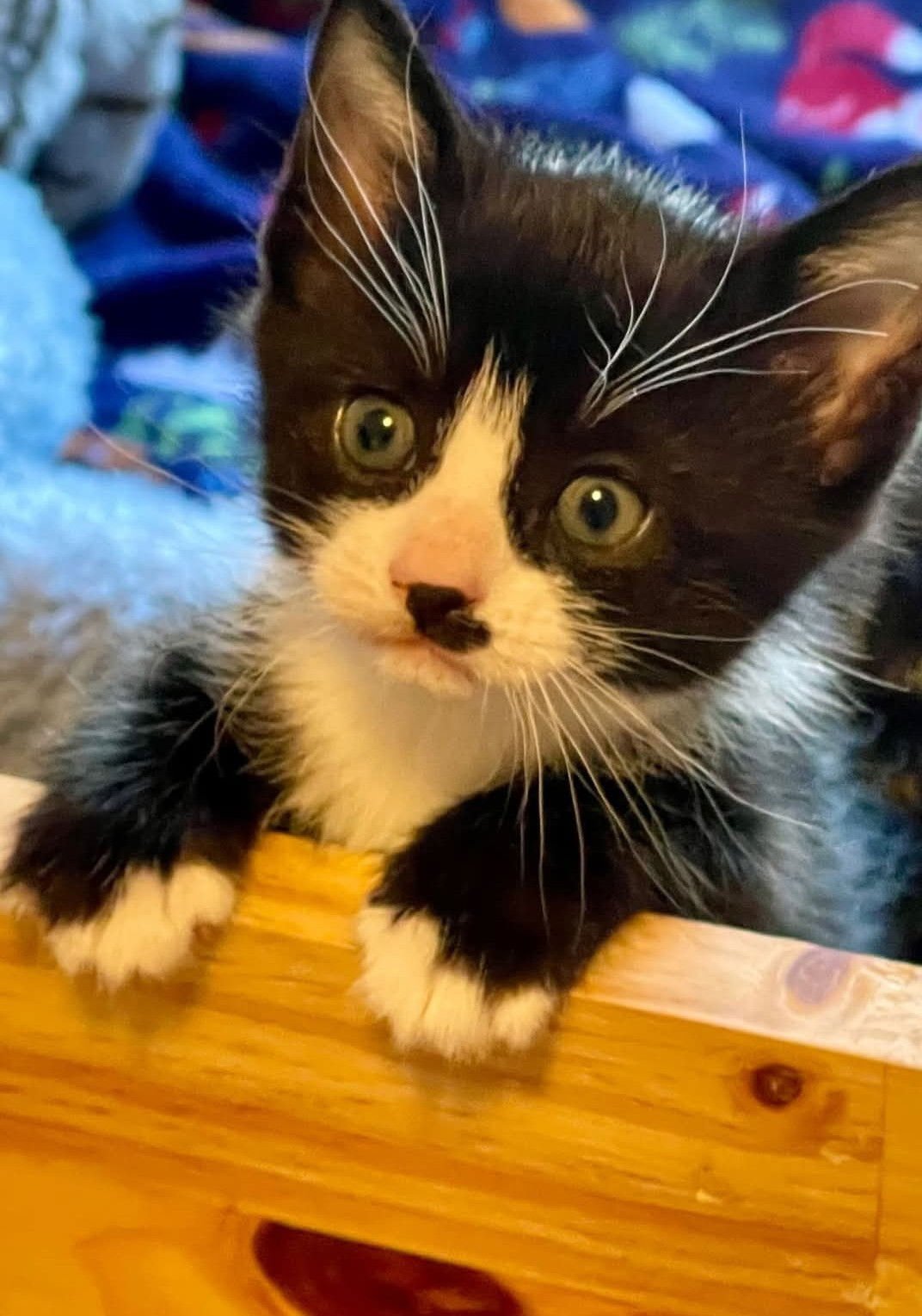 BORIS - Tuxedo / Domestic Short Hair available for adoption