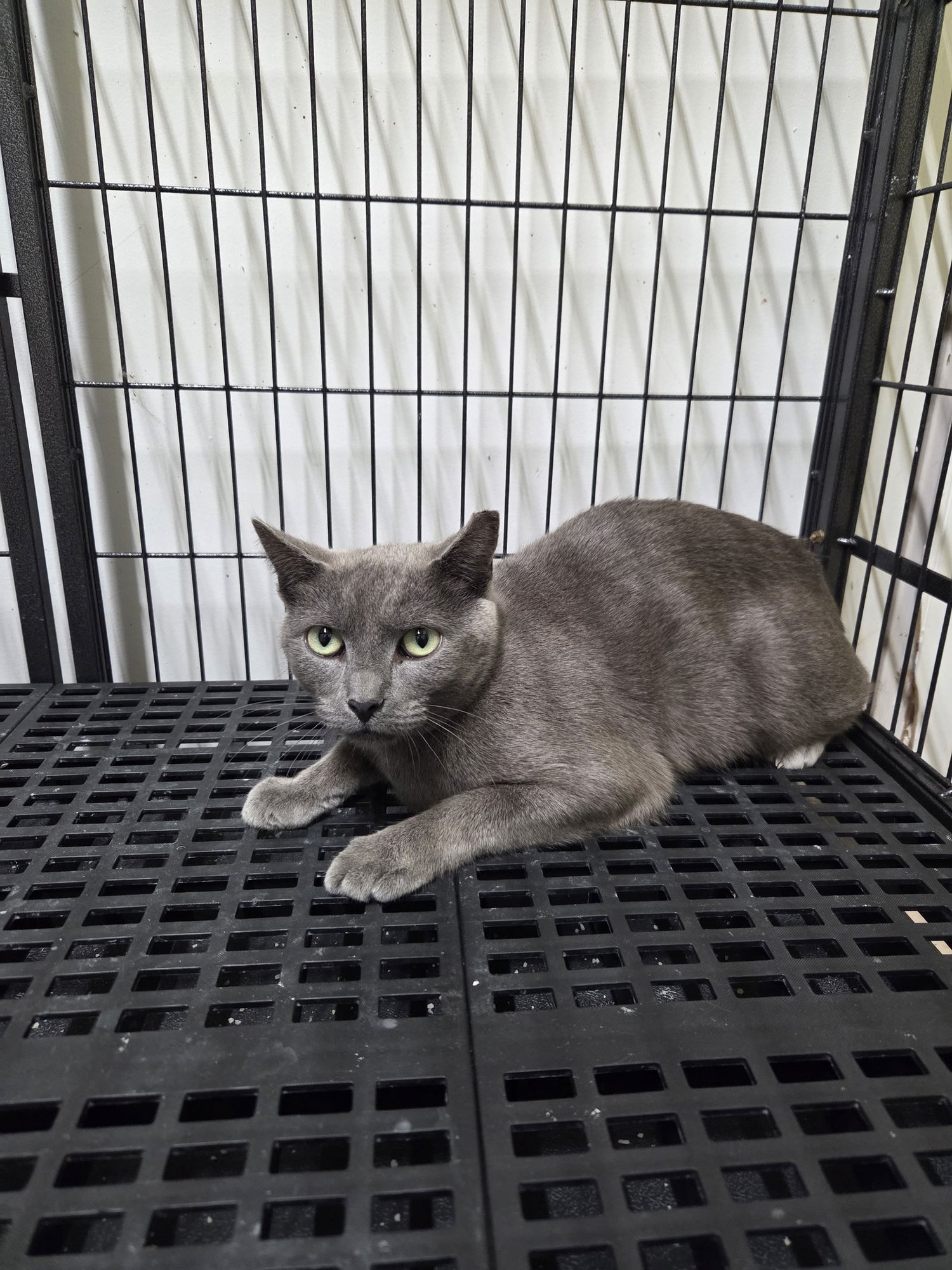 MOXIE - Russian Blue available for adoption