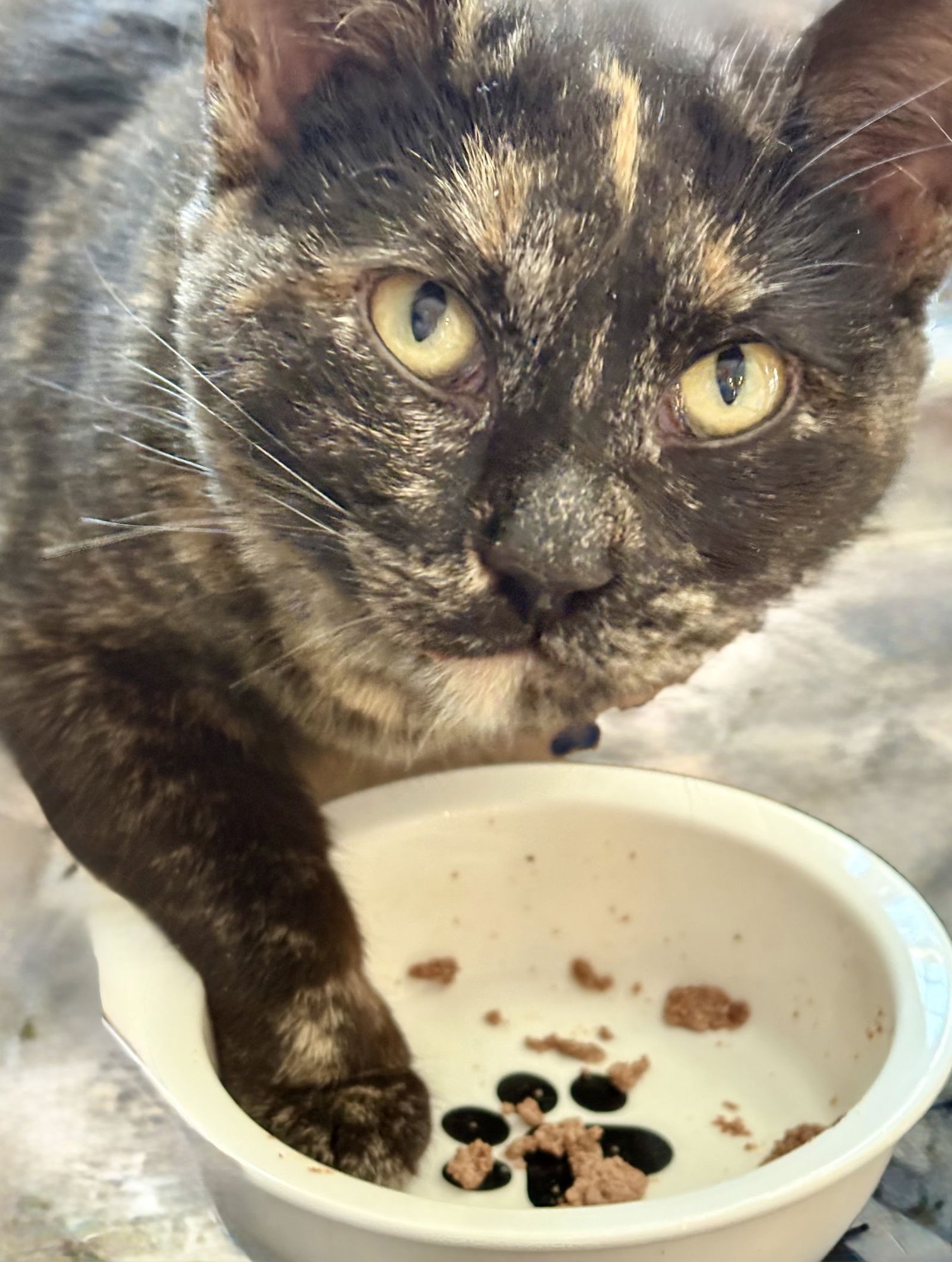 PHOEBE - Tortoiseshell available for adoption