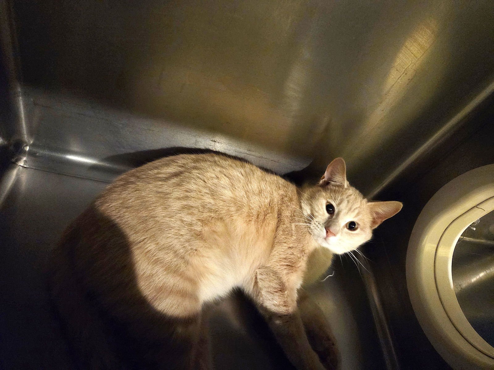 TAZ - Tabby available for adoption