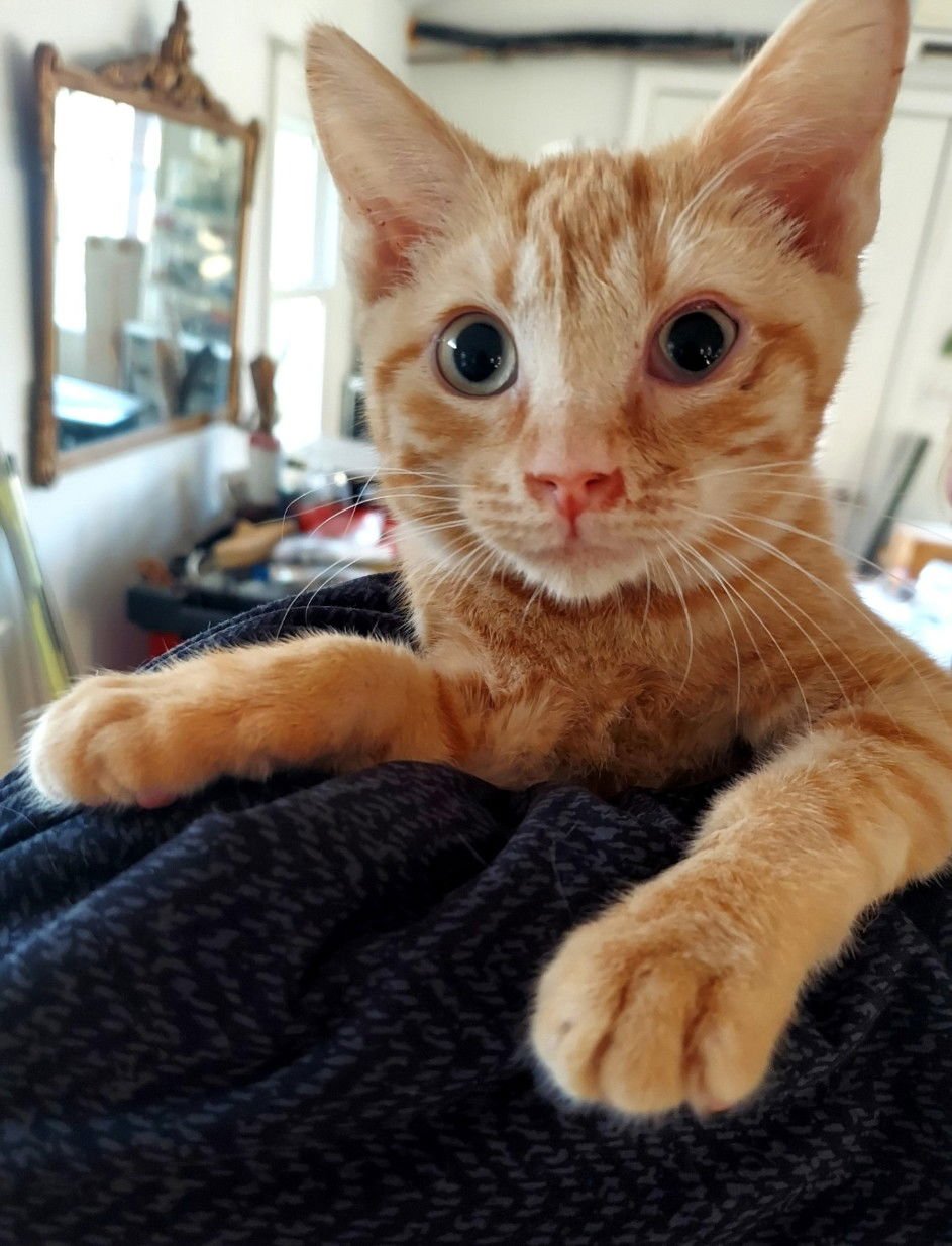 MILES - Tabby available for adoption