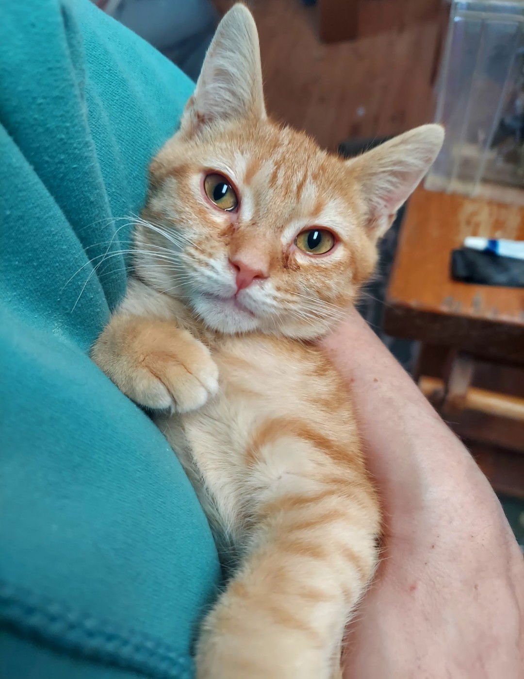 FLASH - Tabby available for adoption