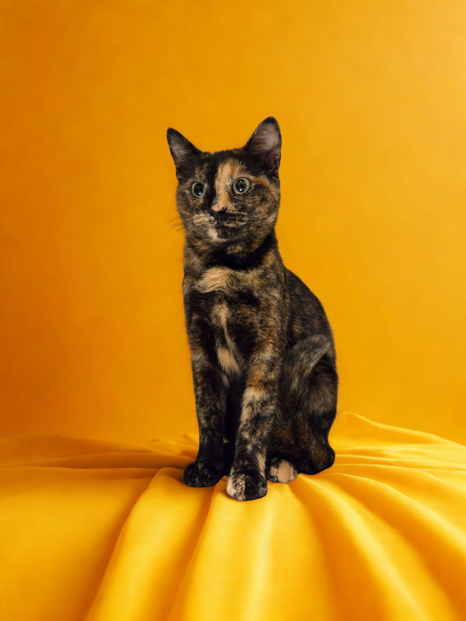 LIZZY - Tortoiseshell available for adoption