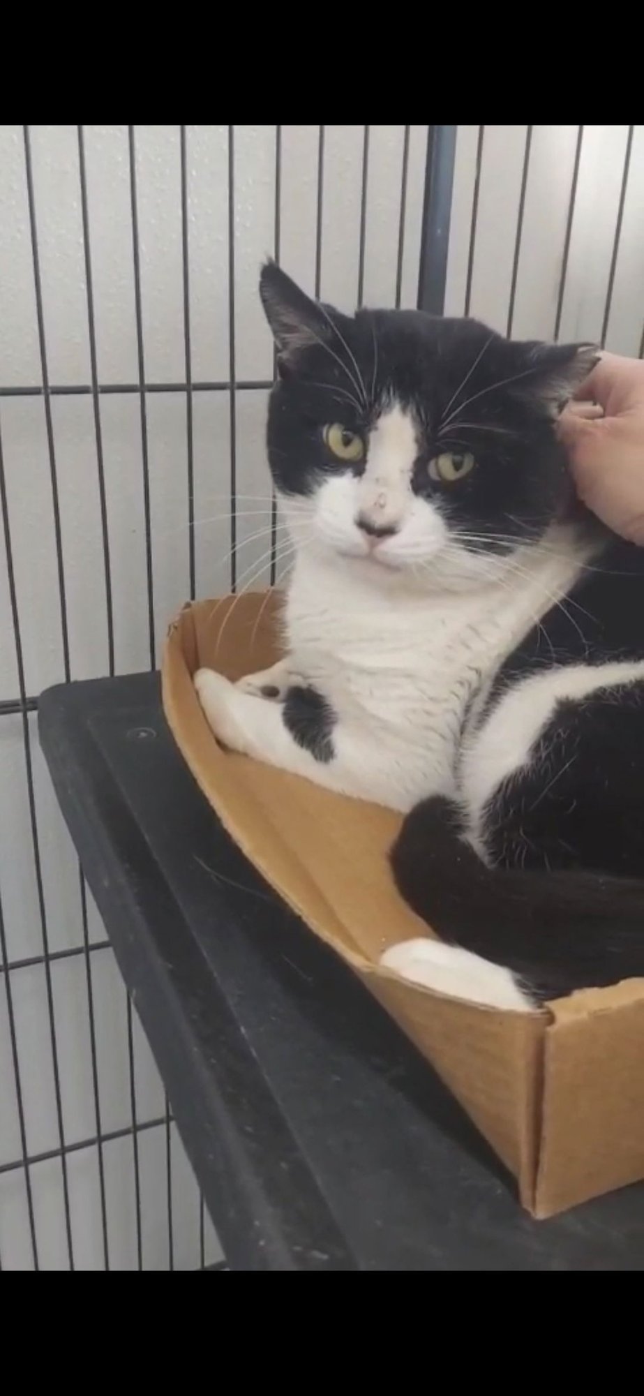 BUBBA - Tuxedo available for adoption