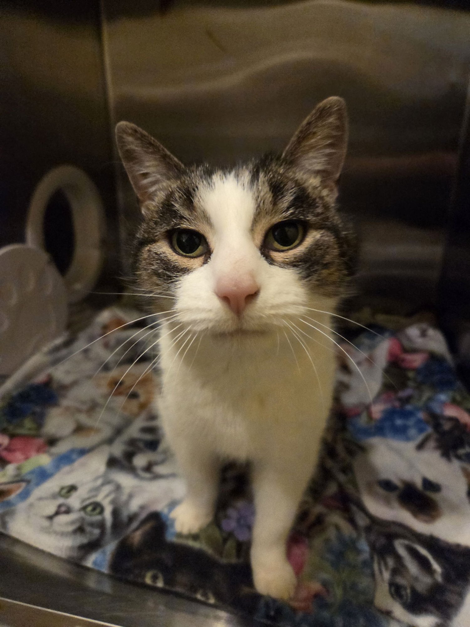 MILLIE - Tabby available for adoption