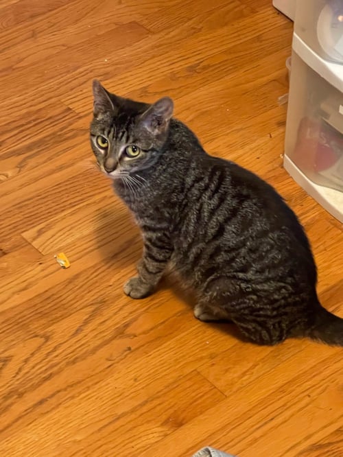 LACEY - Tabby available for adoption