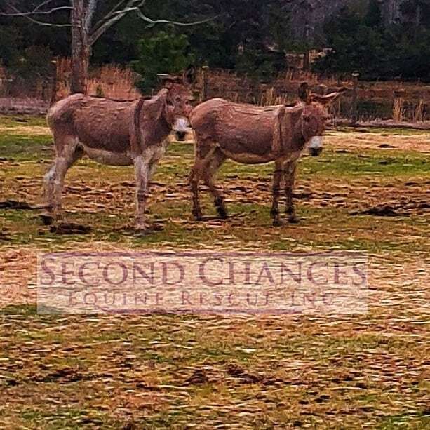 NATASHA AND BORIS - Standard available for adoption