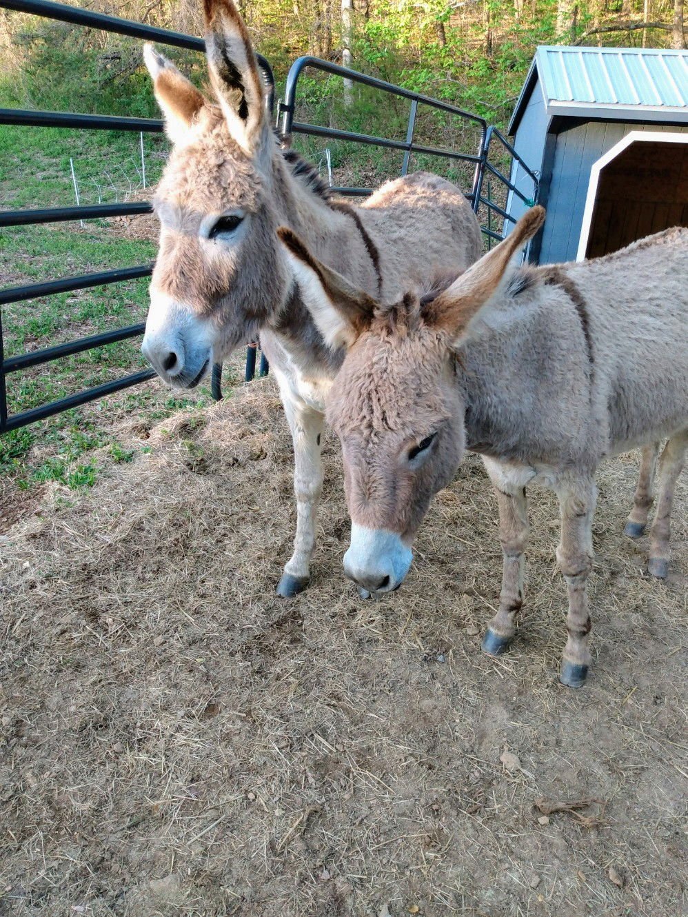 NATASHA AND BORIS - Standard available for adoption