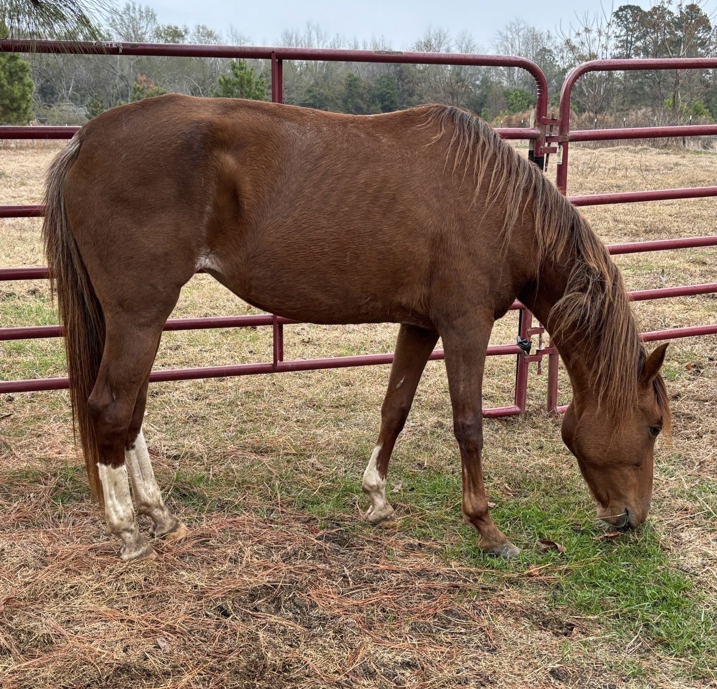 ZAHRA - Paso Fino available for adoption