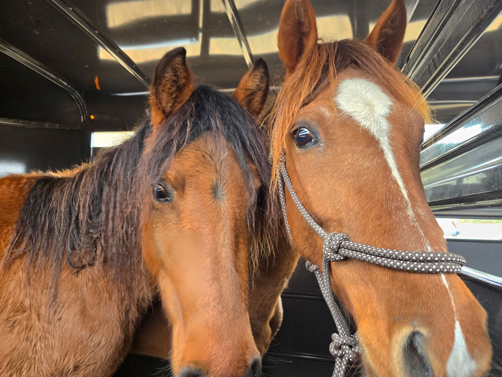 ZAHRA - Paso Fino available for adoption