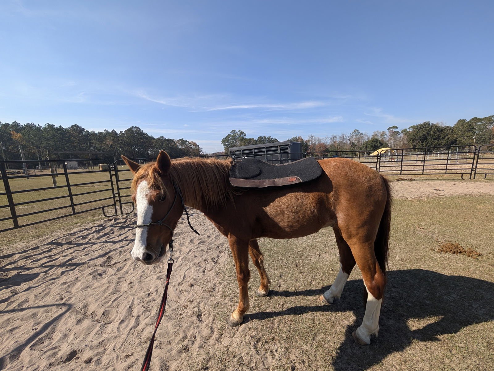 WAIYA - Mustang / Quarterhorse available for adoption