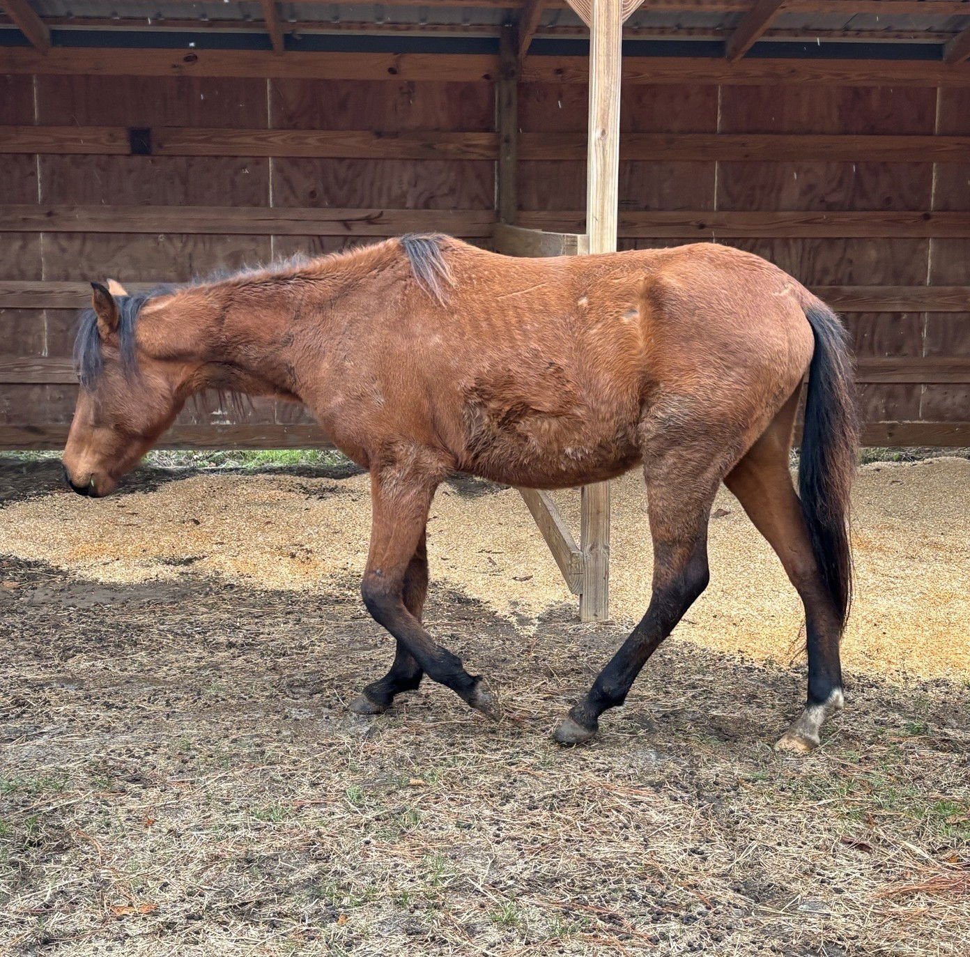 ZAIN - Paso Fino available for adoption