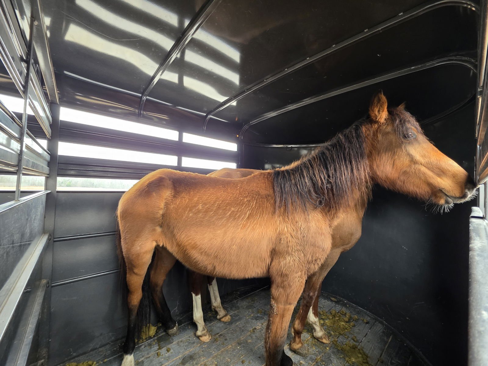 ZAIN - Paso Fino available for adoption