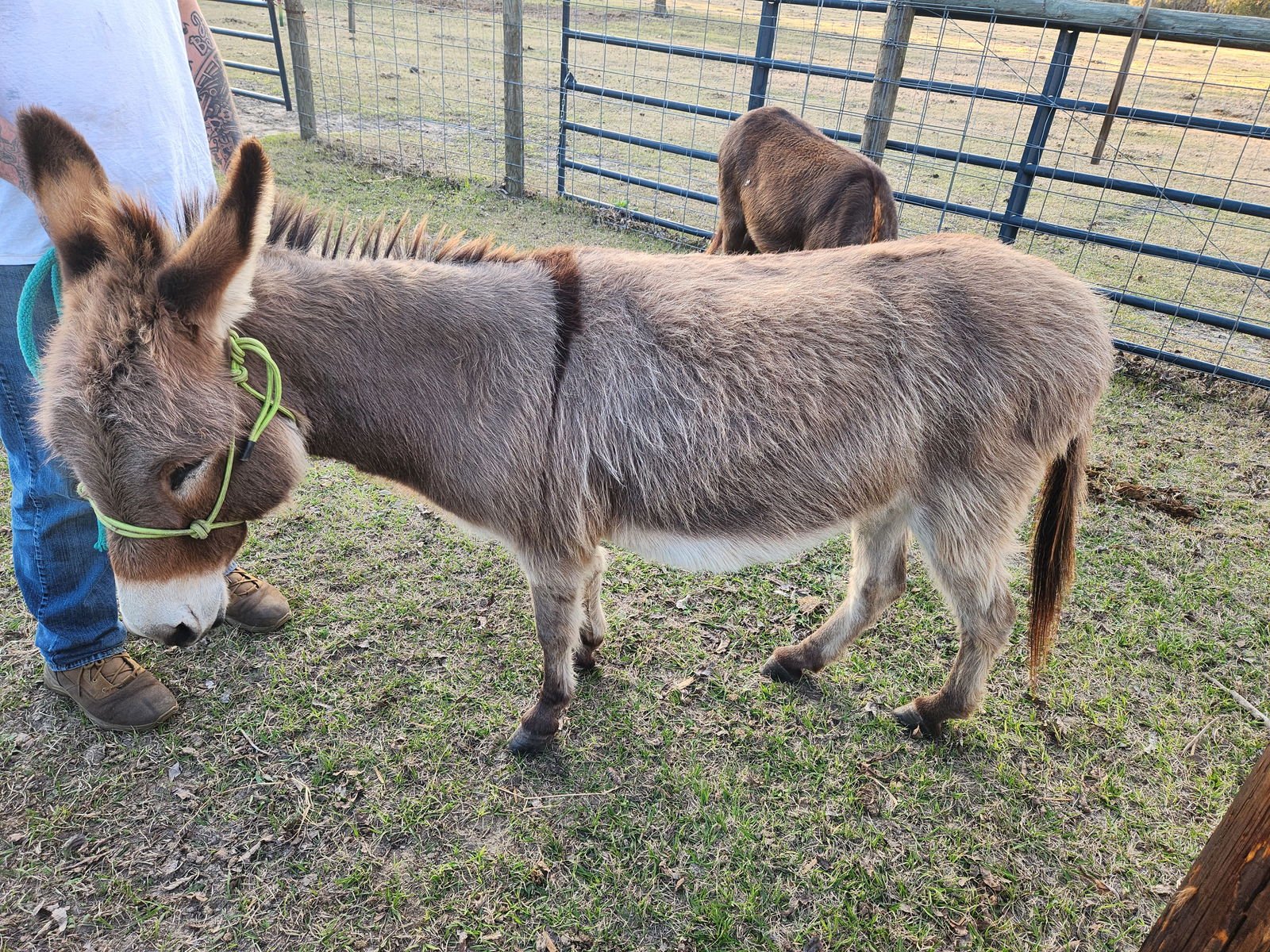 SALLY AND CHACHA - Standard available for adoption