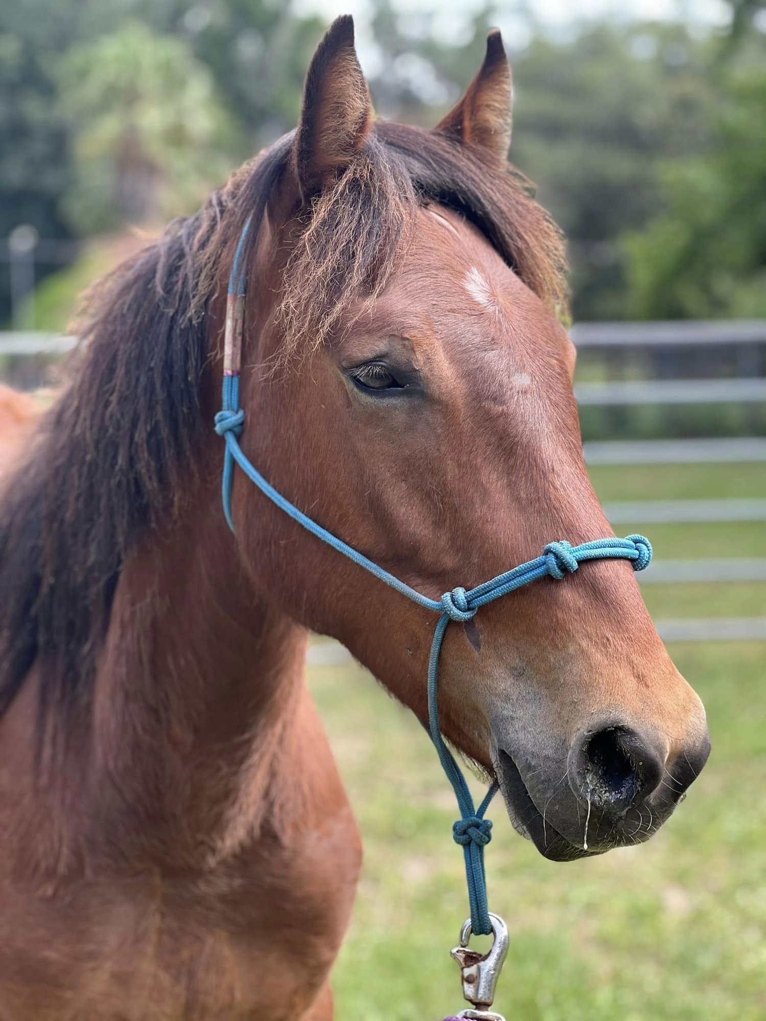 TOOA - Mustang / Quarterhorse available for adoption