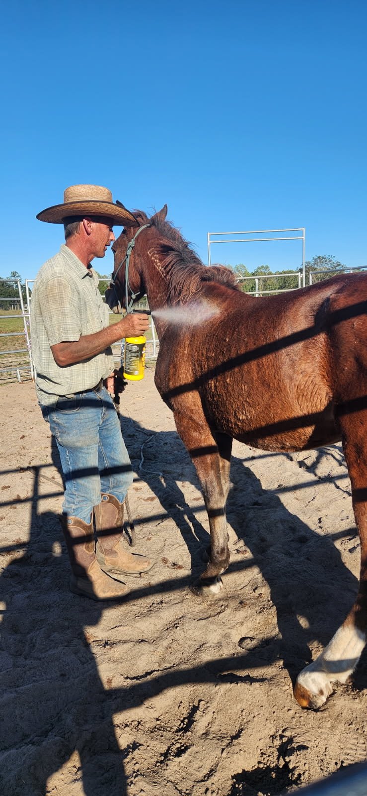 TOOA - Mustang / Quarterhorse available for adoption