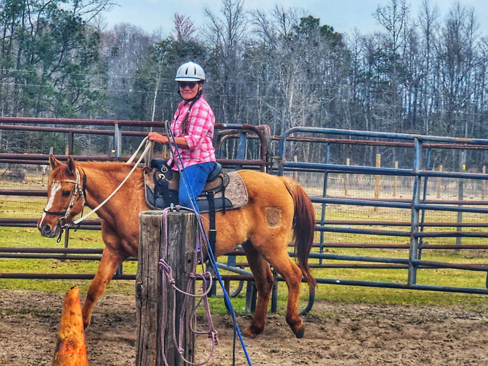 SUNNY - Pony / Quarterhorse available for adoption