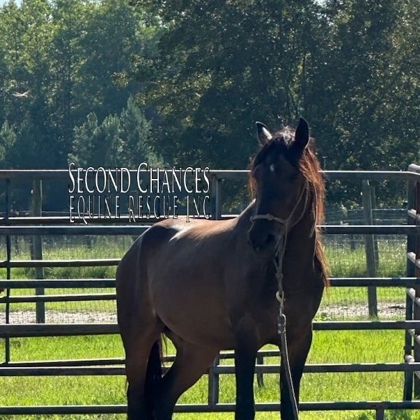 CAIN - Mustang available for adoption