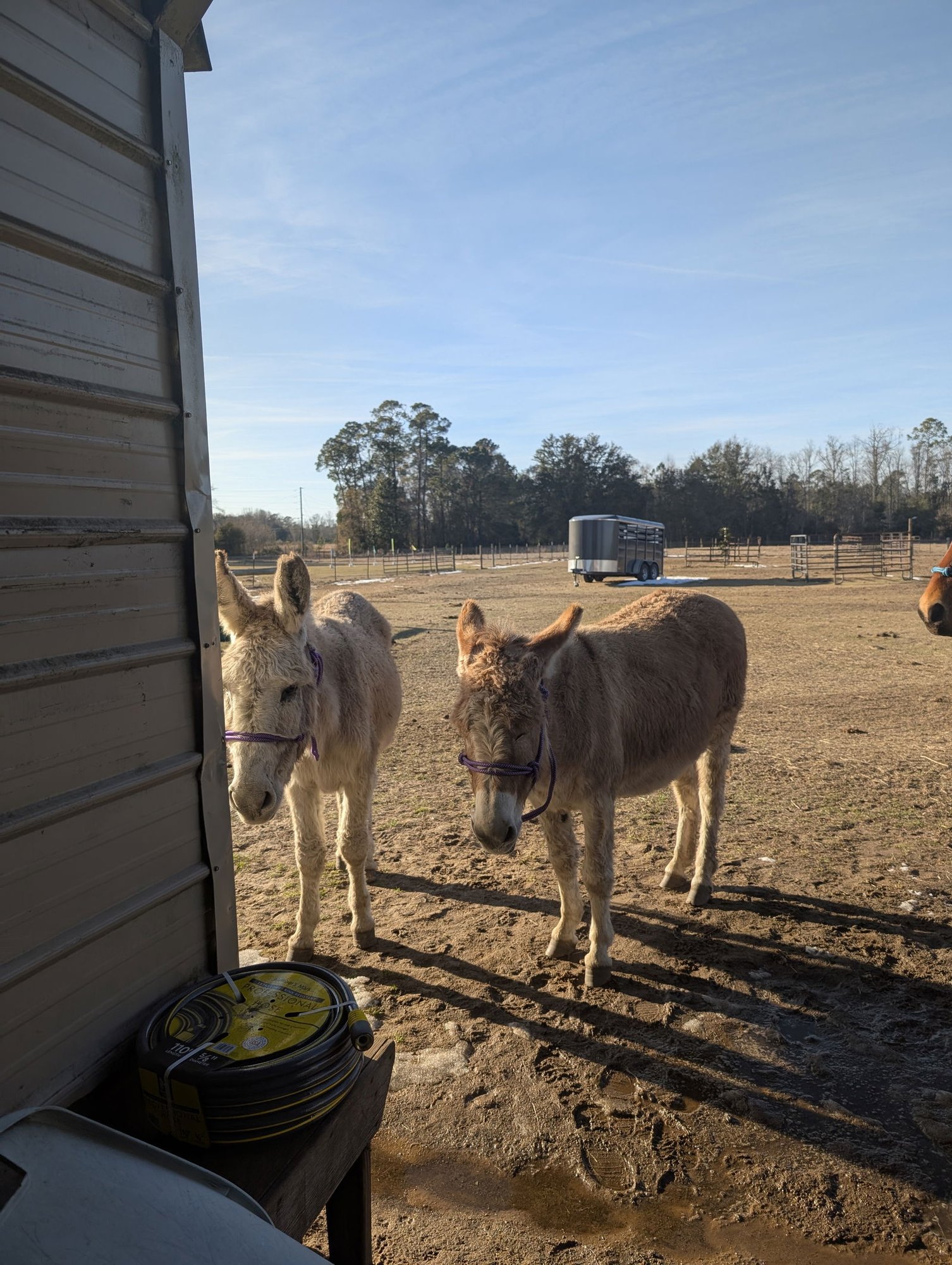 MIKEY AND MOLLY - Donkey available for adoption
