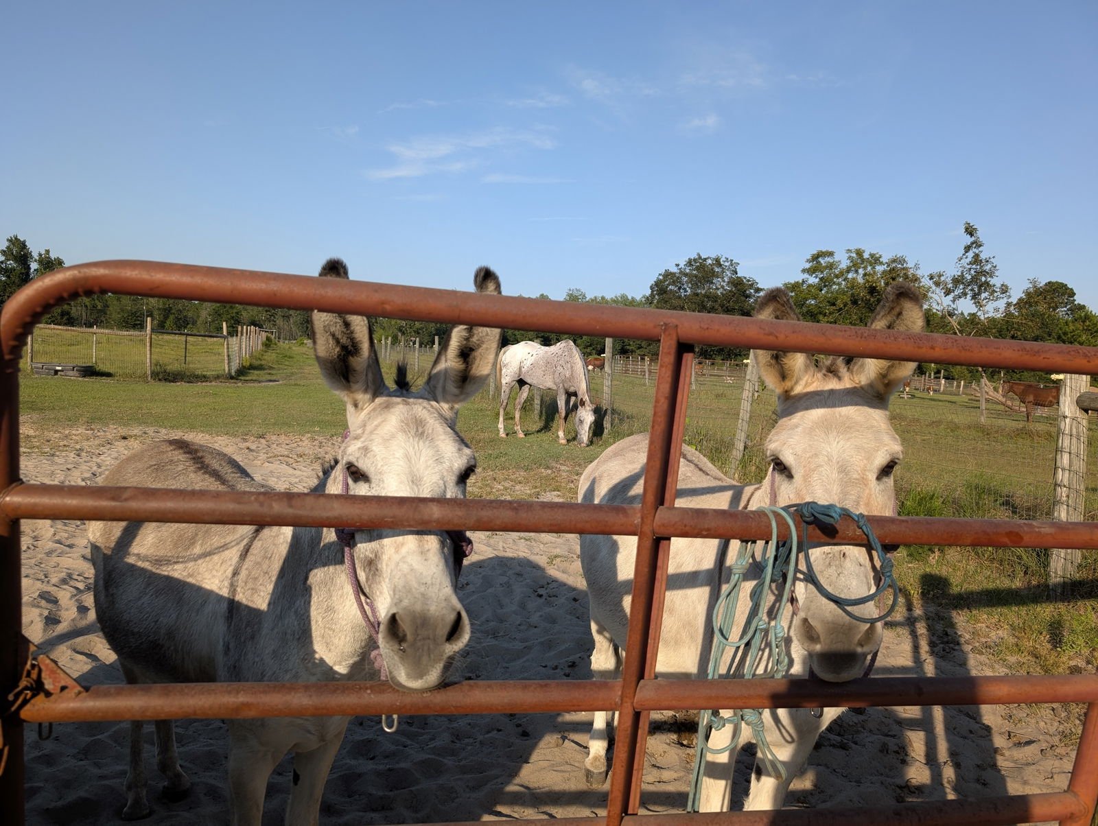 FRANKIE AND FRANCIS - Standard available for adoption