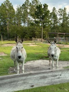 FRANKIE AND FRANCIS - Standard available for adoption