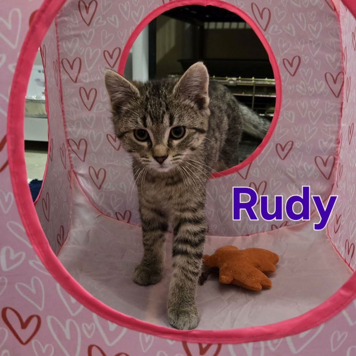 COSBY KITTENS - RUDY - Domestic Short Hair available for adoption