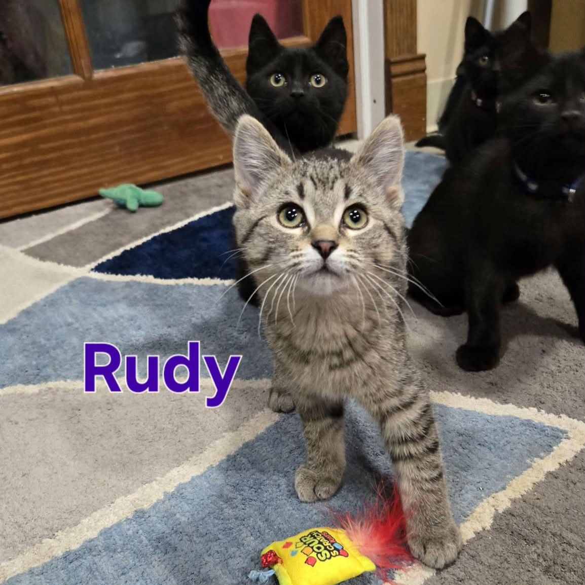 COSBY KITTENS - RUDY - Domestic Short Hair available for adoption