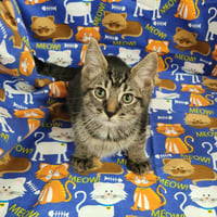 Kaos Litter: PROMETHEUS - Photo 23