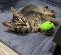 Kaos Litter: PROMETHEUS - Photo 20