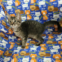 Kaos Litter: PROMETHEUS - Photo 24