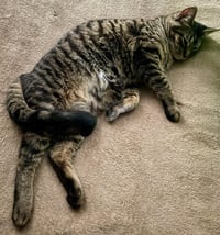 Kaos Litter: PROMETHEUS - Photo 7