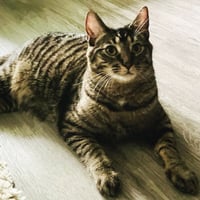 Kaos Litter: PROMETHEUS - Photo 5