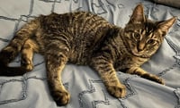 Kaos Litter: PROMETHEUS - Photo 17