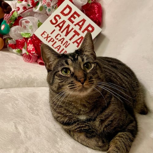 KAOS LITTER: PROMETHEUS - Domestic Short Hair available for adoption