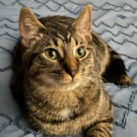 Kaos Litter: PROMETHEUS - Photo 11