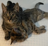 Kaos Litter: PROMETHEUS - Photo 14