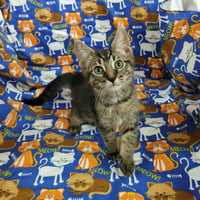 Kaos Litter: PROMETHEUS - Photo 22
