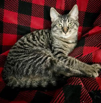 Kaos Litter: PROMETHEUS - Photo 16