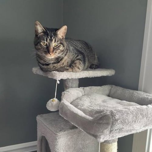 KAOS LITTER: PROMETHEUS - Domestic Short Hair for adoption in Akron