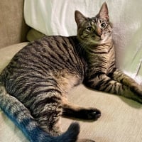 Kaos Litter: PROMETHEUS - Photo 4