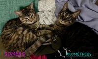 Kaos Litter: PROMETHEUS - Photo 18