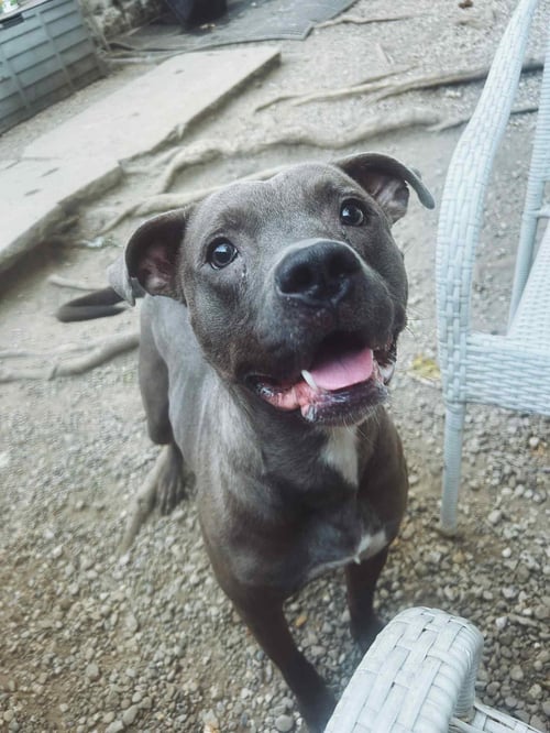 RICK - Pit Bull Terrier for adoption in Akron