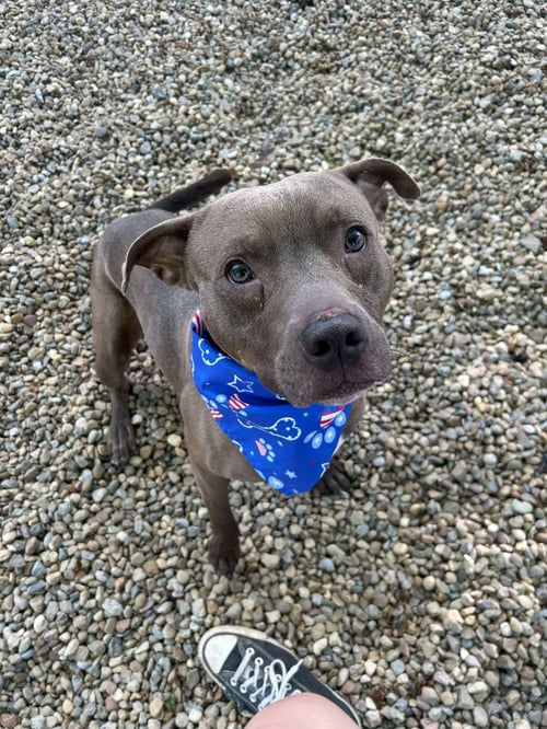 RICK - Pit Bull Terrier available for adoption