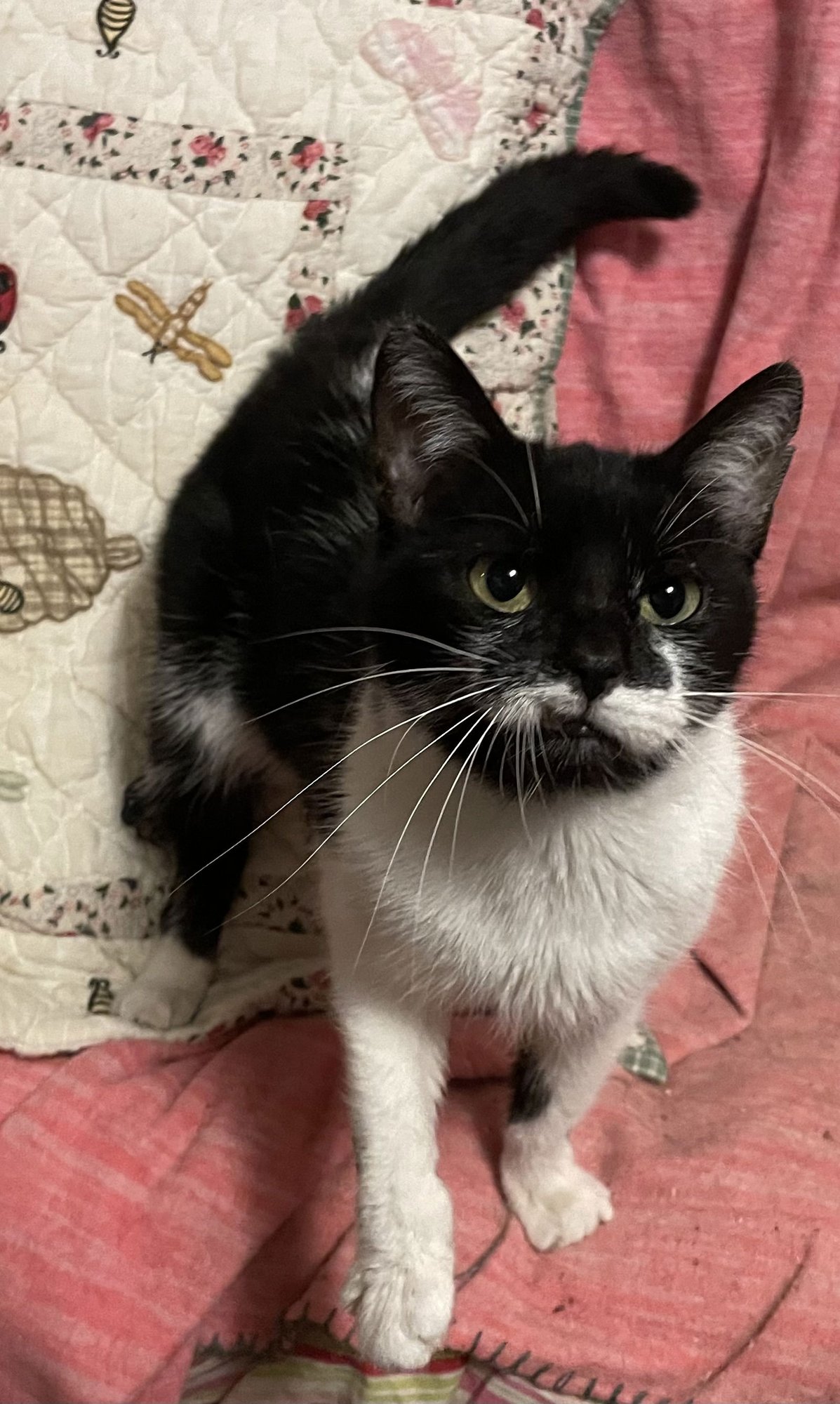 AURORA “RORY” - Domestic Short Hair available for adoption