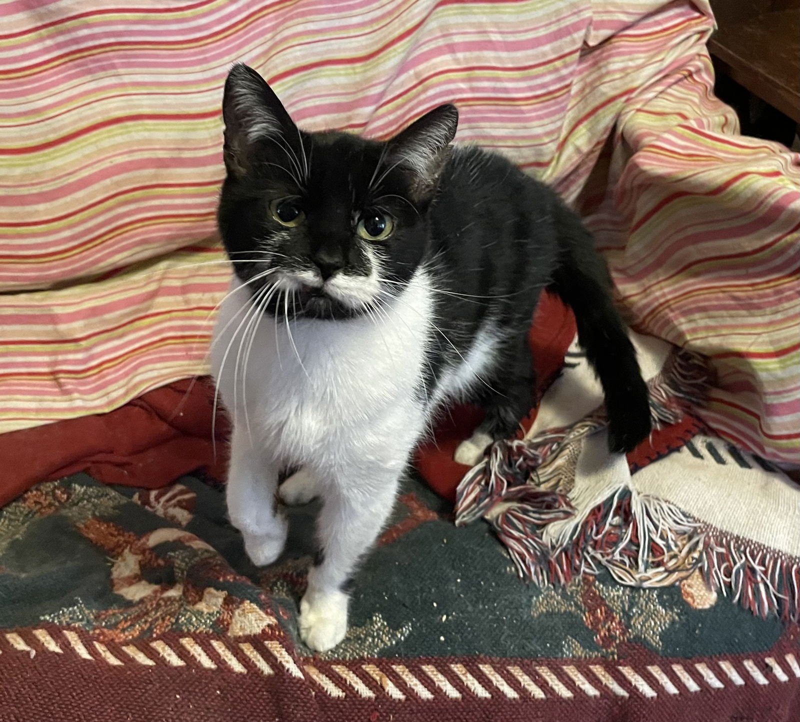 AURORA “RORY” - Domestic Short Hair available for adoption