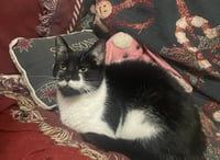 Rory (Aurora) - Photo 4
