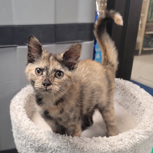 MUNE - Domestic Short Hair for adoption in Akron