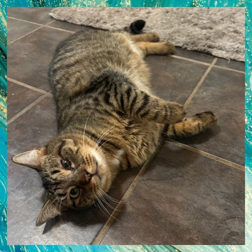BODE - Domestic Short Hair for adoption in Akron