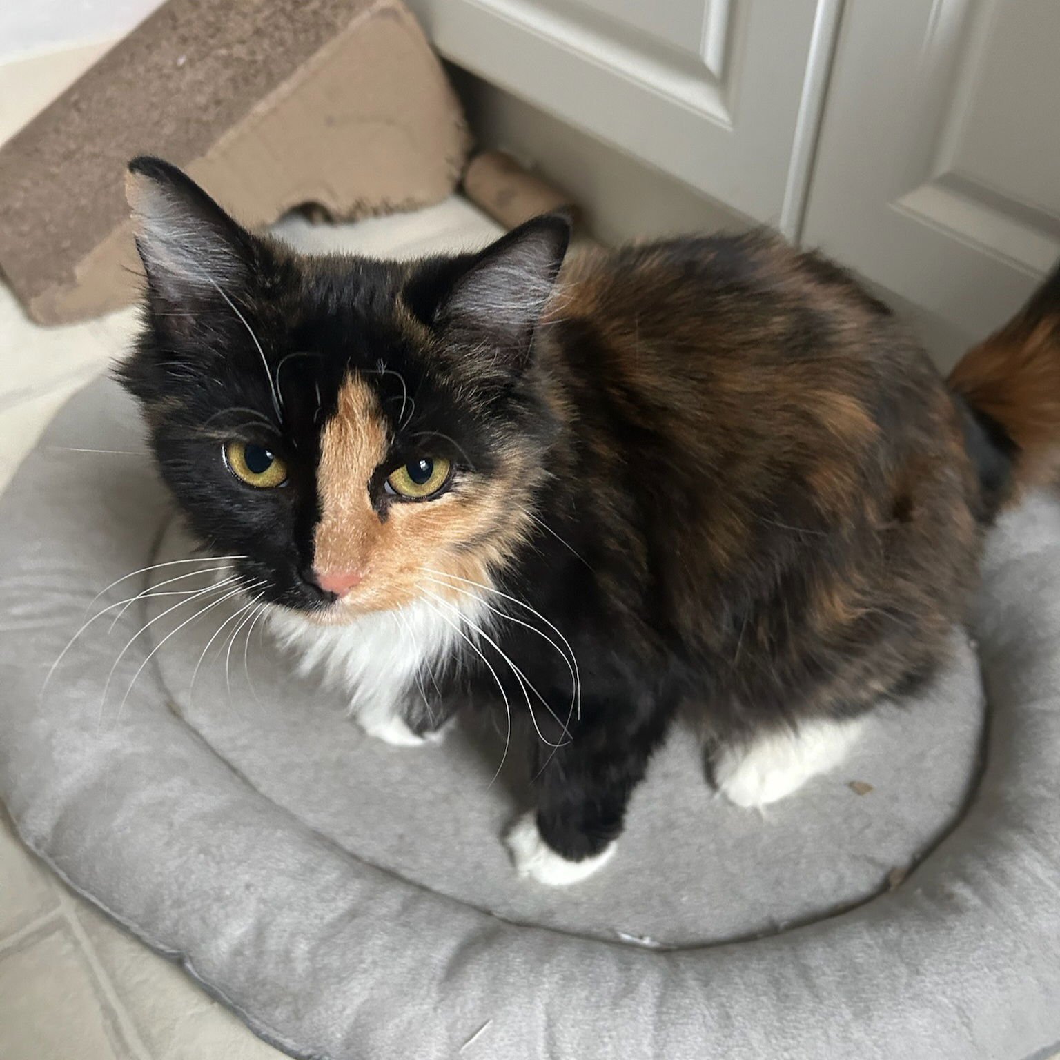 MARY ALICE - Domestic Long Hair available for adoption